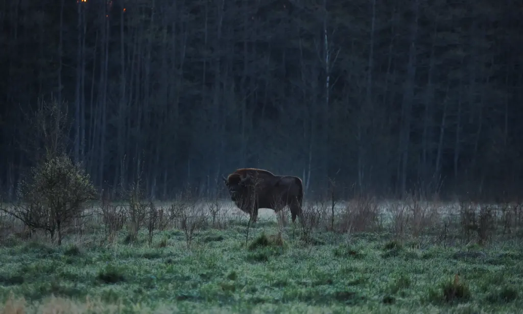 zobr