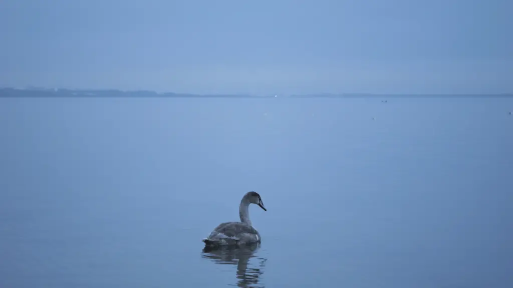 Łabędzie